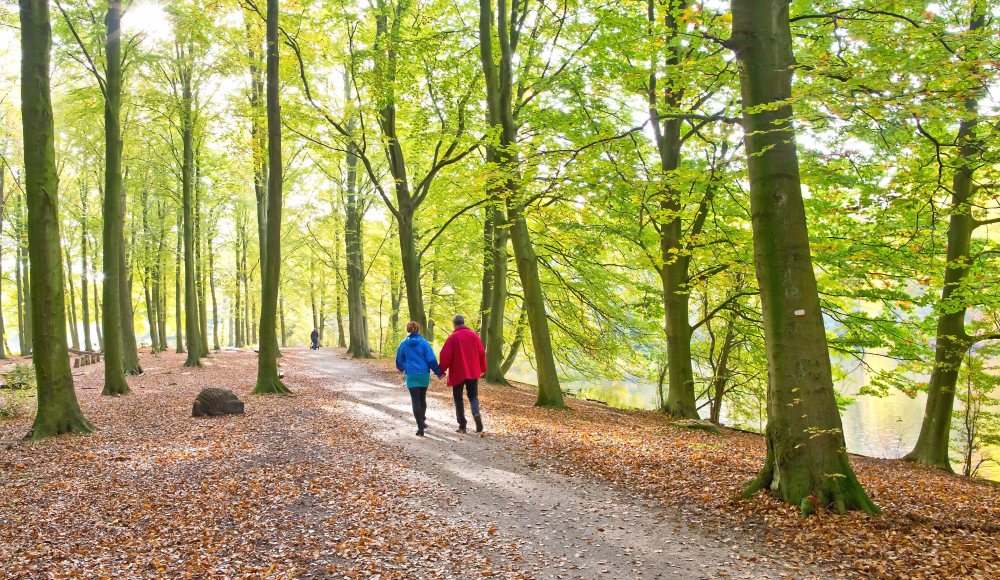 Haagse Bos Haagse Bos