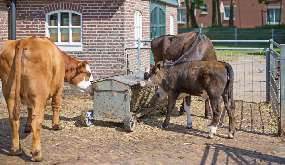 Stadsboerderij 't Waaygat Scheveningen