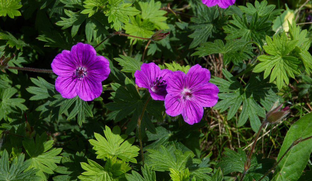 Geranium_sanguineum_ Geranium_sanguineum_