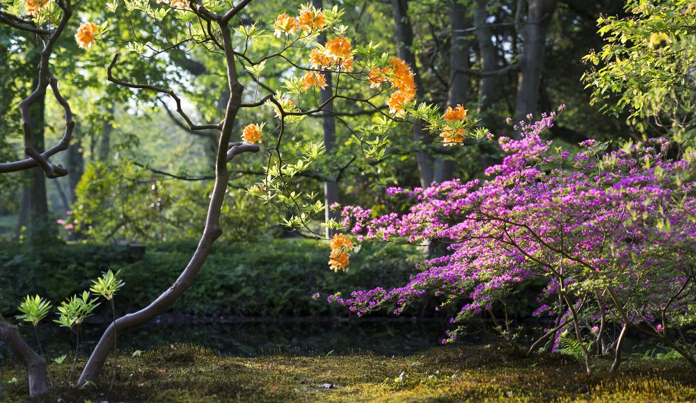 Japanse Tuin Landgoed Clingendael
