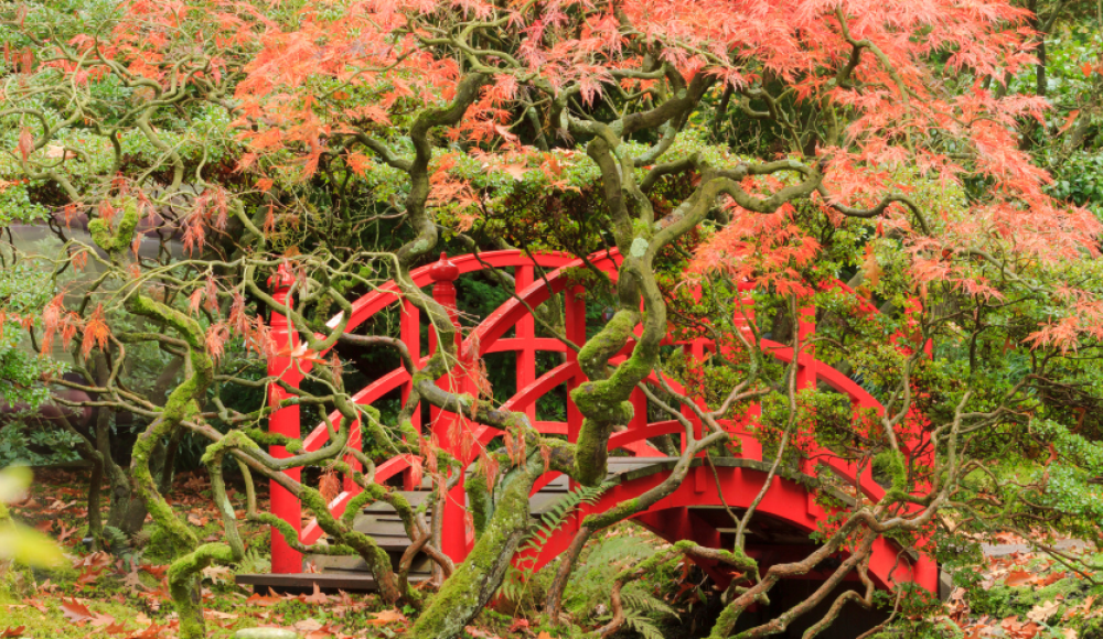 Background - Zen Garden Rare - Pink Forest