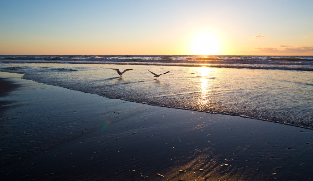Twee meeuwen boven de zee op het Kijkduinse strand bij zonsondergang.