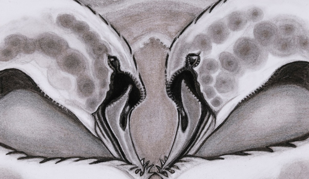 Tekeningen van twee vogels met gebogen nekken, schaduwen.