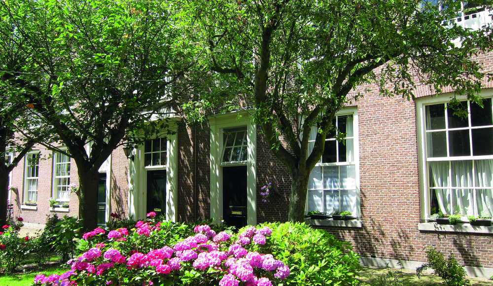 Hofje in Den Haag met bomen voor de deur en een uitbundig roze bloeiende hortensia