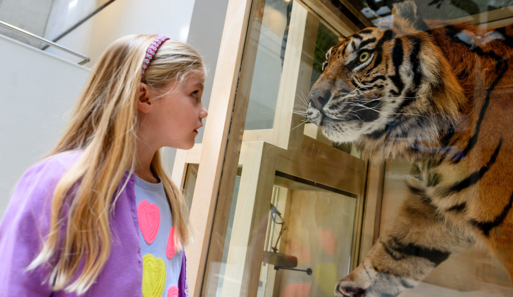 Museon Omniversum. A girl with long hair observes a tiger behind glass.