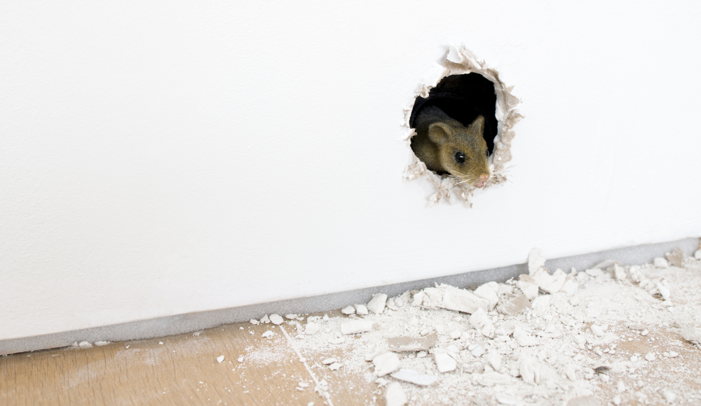 Een muis kijkt nieuwsgierig vanuit een gat in de muur. Ryan Gander, 2000 years collaboration (The Prophet), 2018, Collection museum Voorlinden