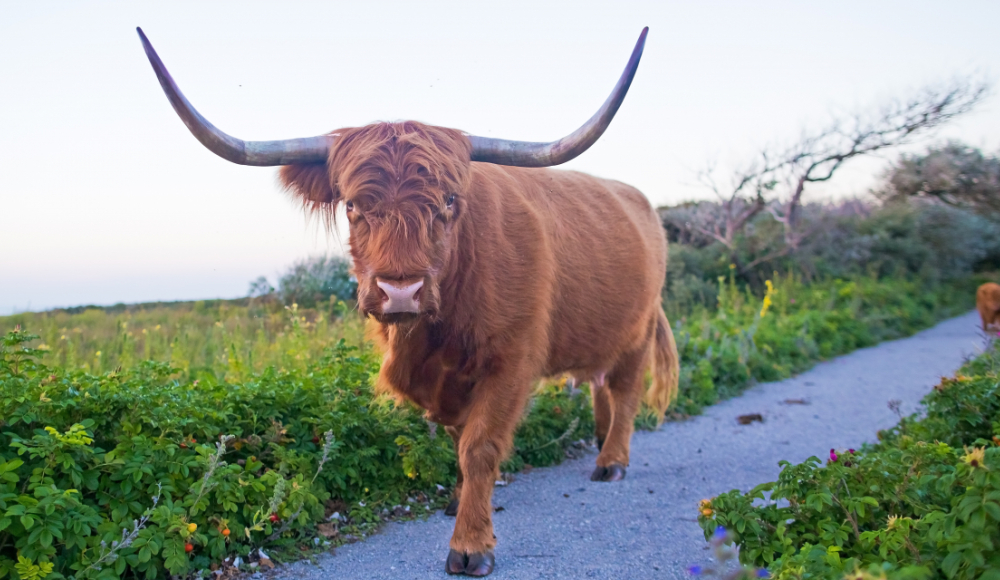 Schotse hooglander die recht in de camera kijkt in het Westduinpark