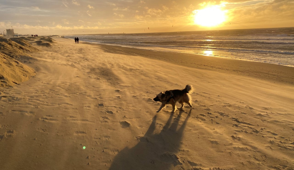  Een hondje op een verlaten strand bij zonsondergaang