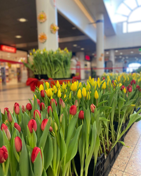 Tulpen pluktuin in Palace Promenade Scheveningen