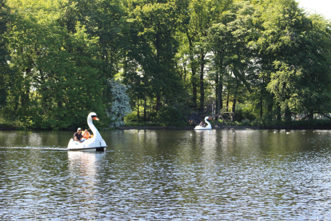 Zwaan-waterfietsen op het water in groen park. Zwaan-waterfietsen op het water in groen park.