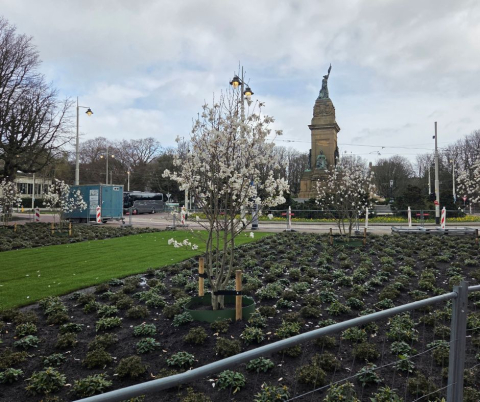 Bloeiende magnolia bomen voor monument Plein 1813 in Den Haag.
