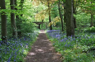 Park Sorghvliet Laantje Hyacinthen
