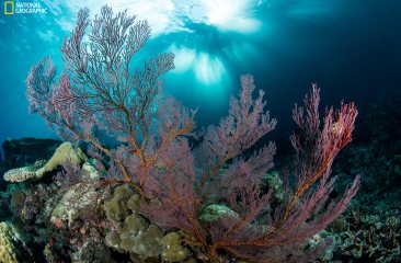 National Geographic Pristine Seas