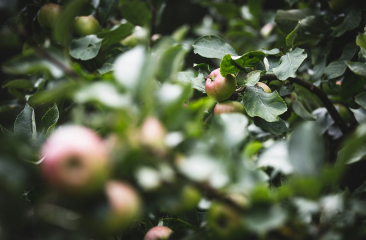 Foto van een appelboom