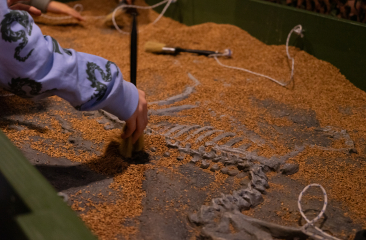 Museon-Omniversum Dino fossiel opgraven