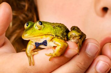 Een close-up foto van een kikker met een blauw strikje met oranje stippen in de hand van een kind met rood krullend haar. De kikker kijkt zenuwachtig. 