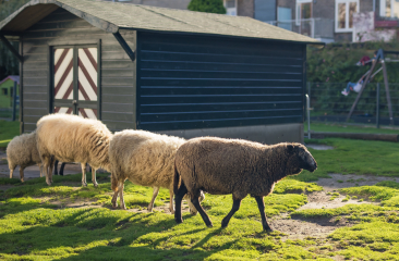 Schapen in de wei van Stadsboerderij 't Beestenspul