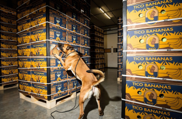 Speurhond snuffelt aan stapels bananendozen in een opslagruimte, op zoek naar verboden goederen.