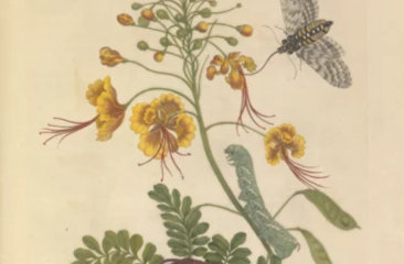 2-en-3.-zomerrondleiding-kb-en-expo-flora-mundi.png