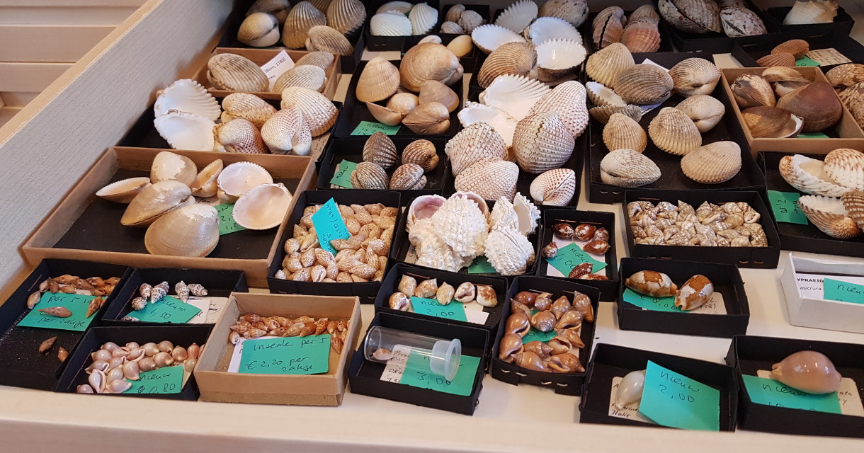 Schelpendag Muzee Scheveningen