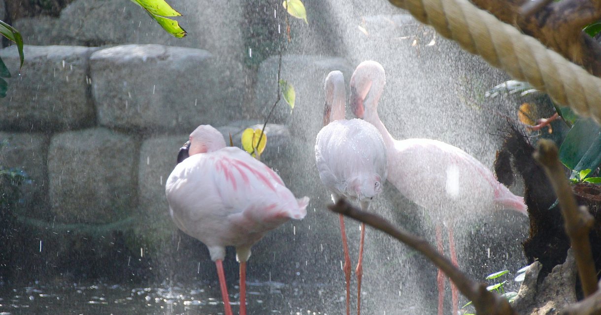 Avonturia de Vogelkelder Avonturia de Vogelkelder