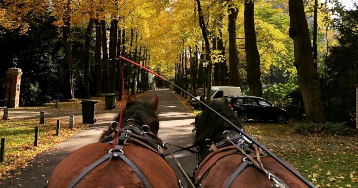 Rijtour met Ardenner paarden door herfstig Wassenaar Rijtour met Ardenner paarden door herfstig Wassenaar