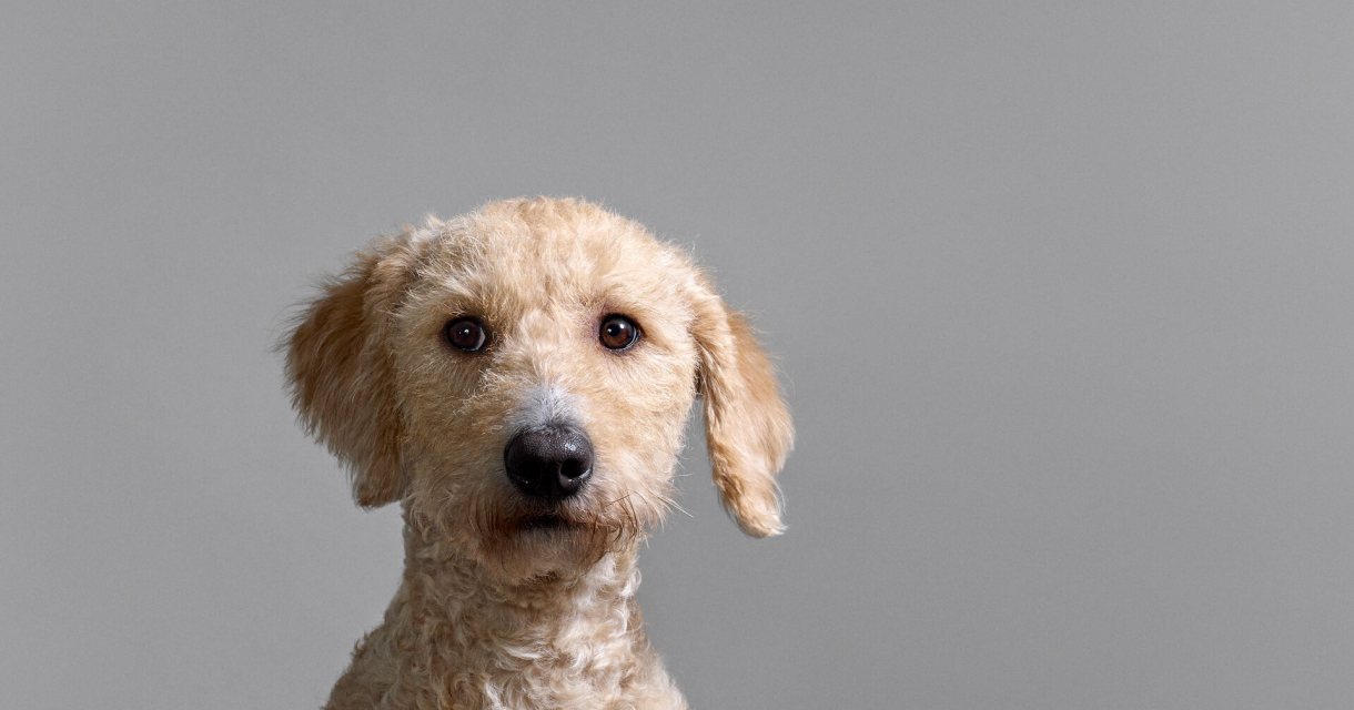 Henry van Loon Jannie de Showdog Henry van Loon Jannie de Showdog
