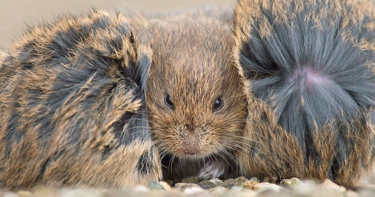 De Groene Camera 2022 De beste natuurfoto's uit Nederland en België De Groene Camera 2022 De beste natuurfoto's uit Nederland en België