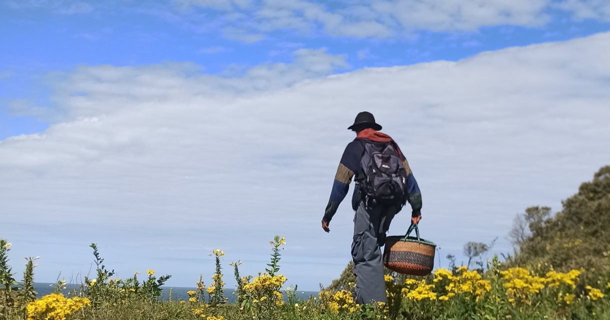 Ontdek wilde geneeskrachtige planten in de natuur Ontdek wilde geneeskrachtige planten in de natuur
