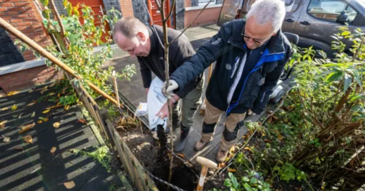 Bomen voor Den Haag