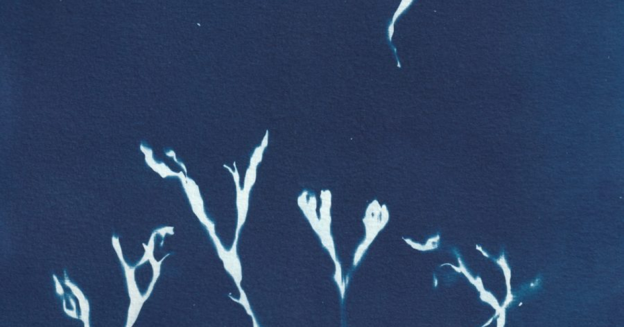 Blauwdruk met zeewier