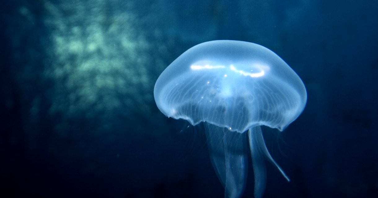 SEA LIFE kortingsactie