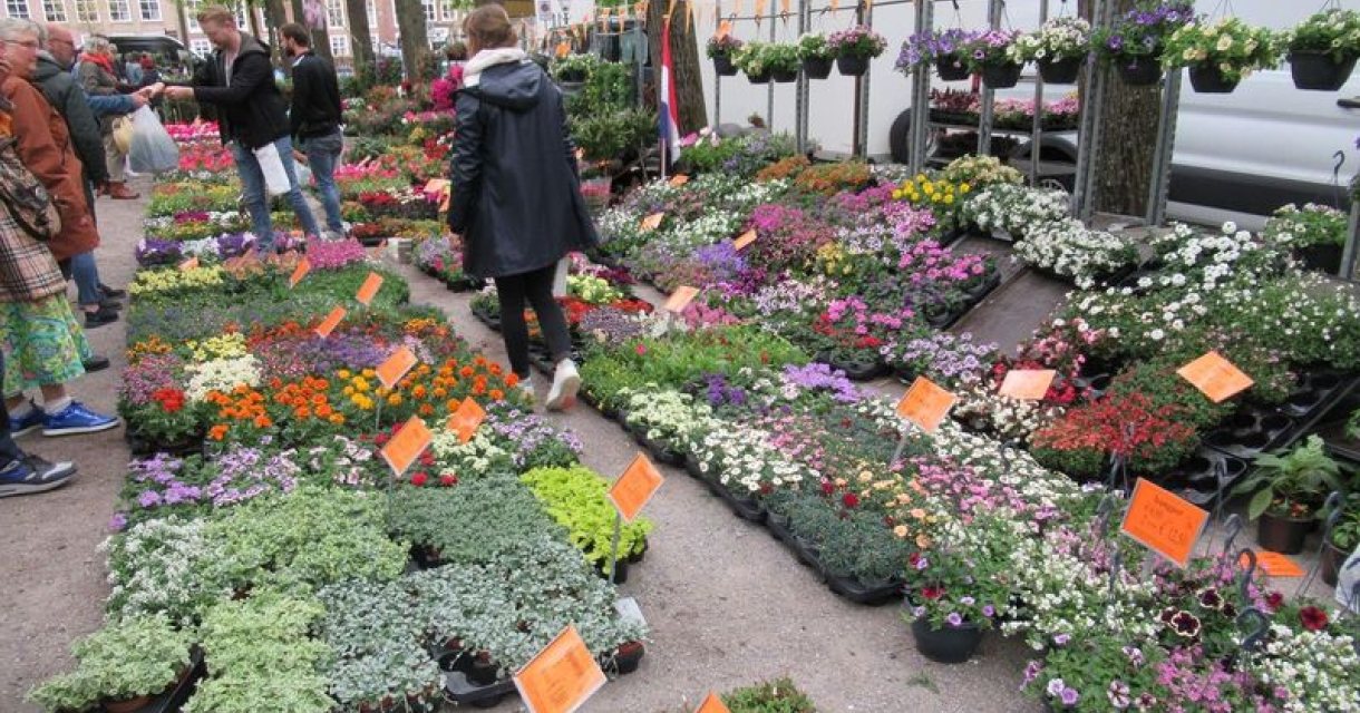 Geraniummarkt