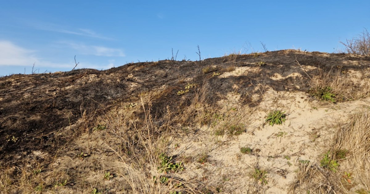 Schade in de duinen door brand. Foto: Handhaving gemeente Den Haag