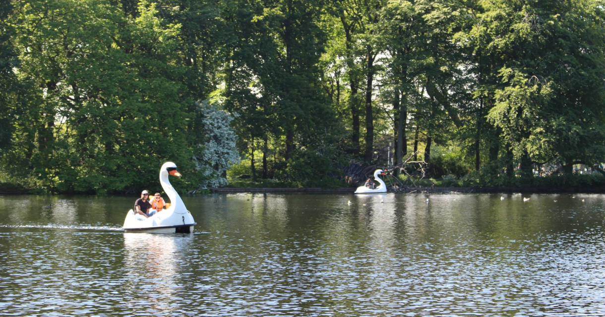 Zwaan-waterfietsen op het water in groen park.