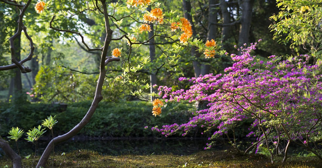 Japanse Tuin Landgoed Clingendael Japanse Tuin Landgoed Clingendael