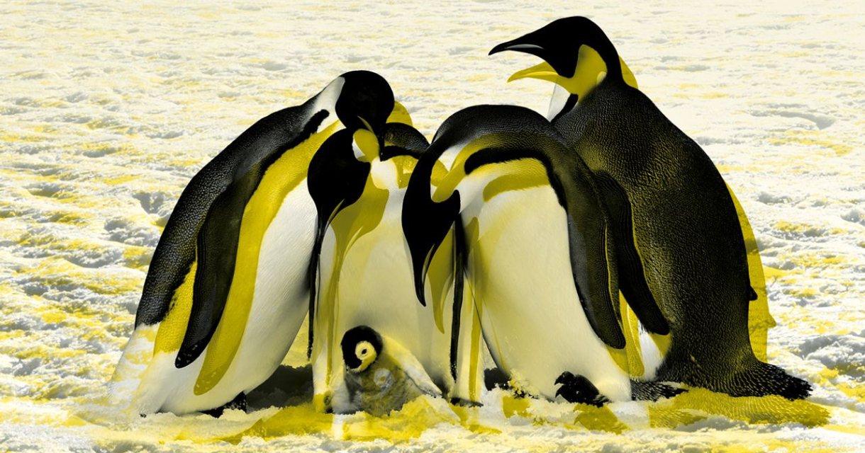 PUNCH - Een stel mannenpinguïns PUNCH - Een stel mannenpinguïns