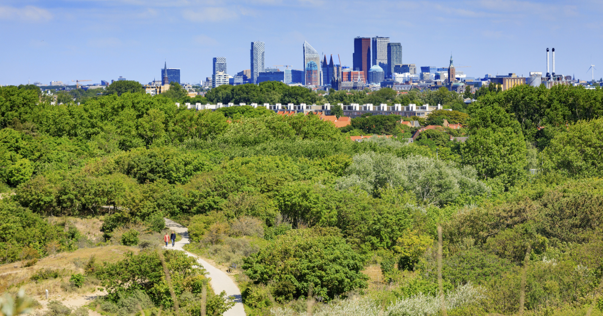 Hollandse duinen met zicht op de Skyline.