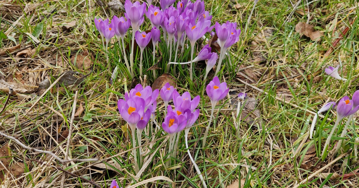 Groep paarse krokussen bloeien in het gras