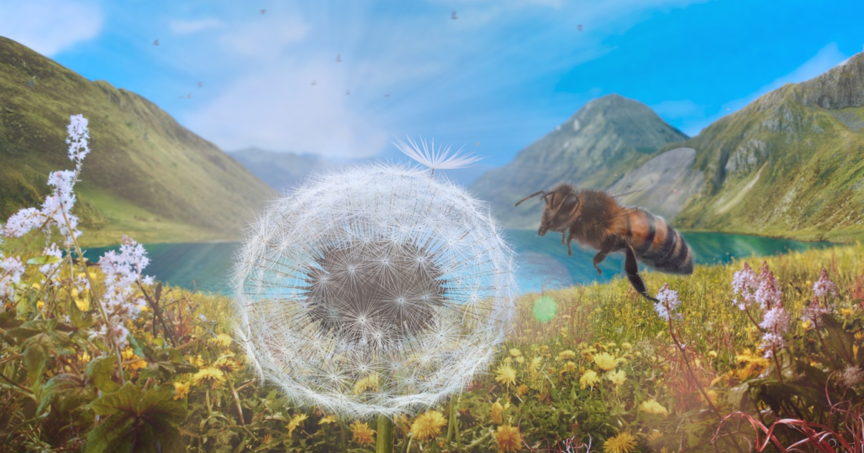 Een dandelion met een bij op de achtergrond bij een meer.