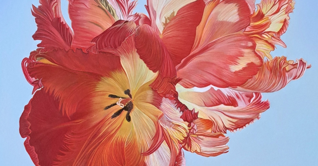 A large, colorful tulip with red and yellow petals.