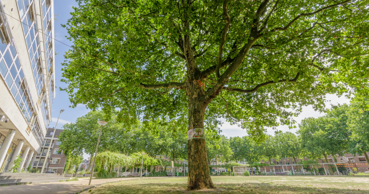 Grote groene boom naast De Helena in de Haagse binnenstad.