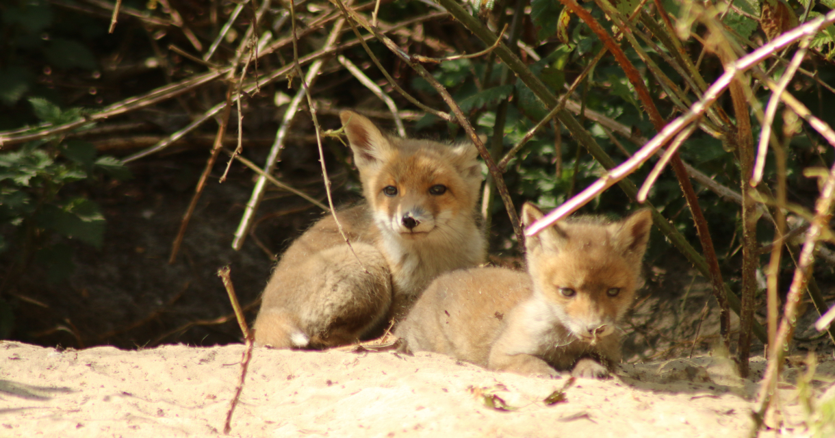 Twee jonge vossen zitten op de grond tussen takken. Foto: Marcus Bouma