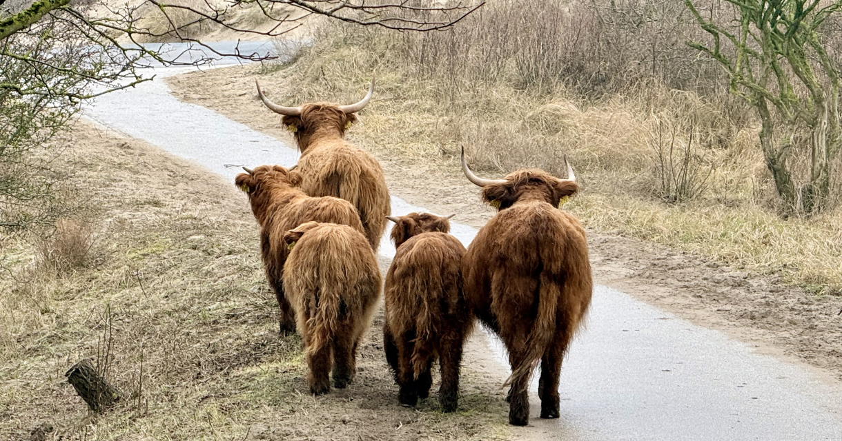 Een groep Schotse hooglanders loopt langs een pad.