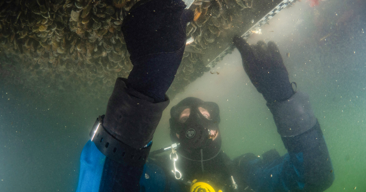 A diver in a wetsuit is working underwater with mussels.
