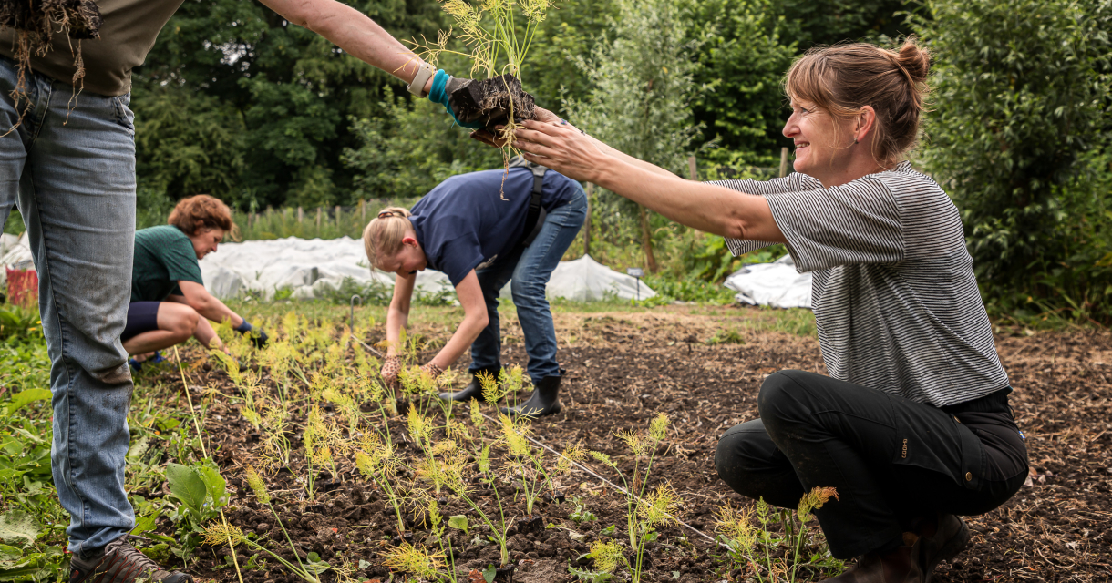 Oogst-Moestuin. Foto Marco Rutten.