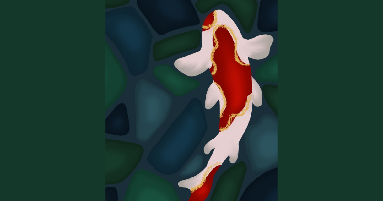 Een witte en rode koi karper zwemt boven donkergekleurde stenen.