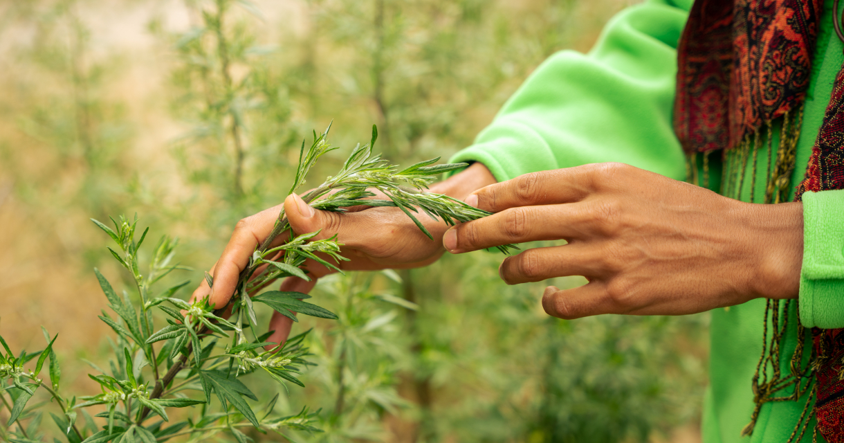 Twee handen die een tak van een groene struik aanraken