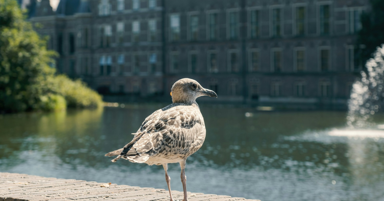Een jonge meeuw staat naast de Hofvijver in Den Haag.