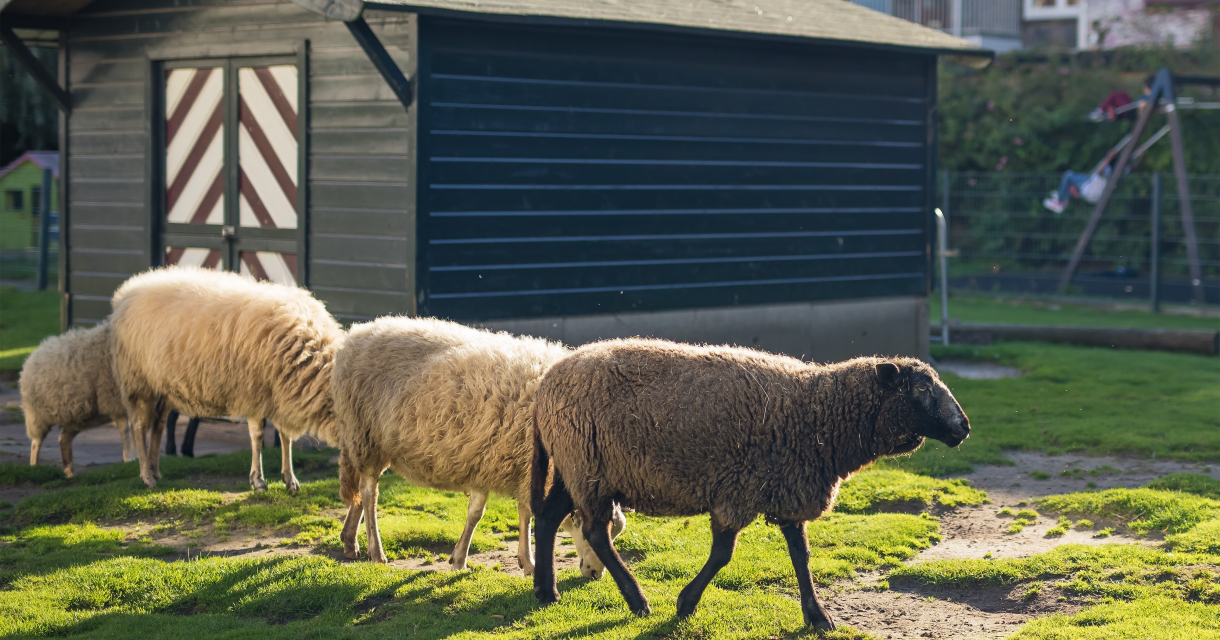 Schapen in de wei van Stadsboerderij 't Beestenspul Schapen in de wei van Stadsboerderij 't Beestenspul